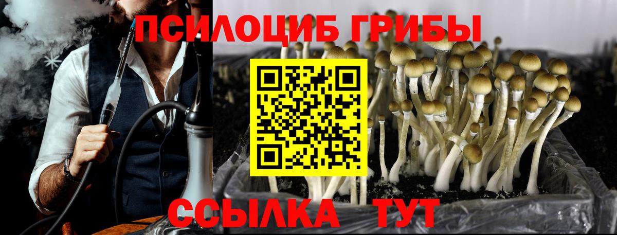 Урус-Мартан  Псилоцибиновые грибы Psilocybine cubensis  Вход с VPN 